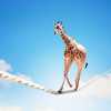 giraffe-on-tightrope_sm.jpg